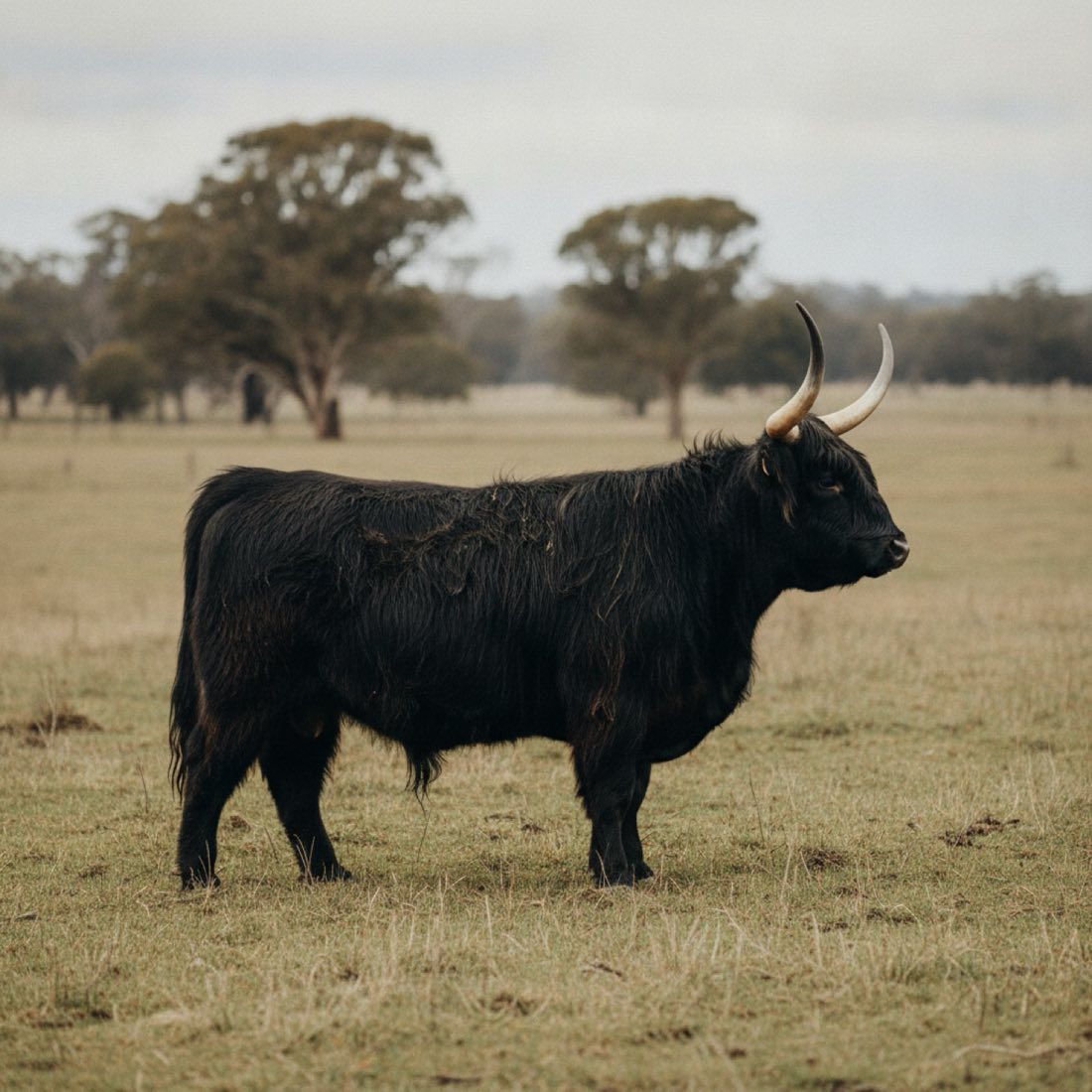 Black Highland steer standing in an Australian paddock